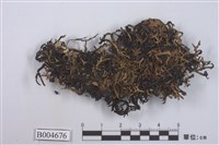 藏品(條袋梅衣)的圖片